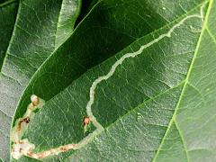 Phyllocnistis Leafminer Moth upperside mine on Poisonous Sea Bean