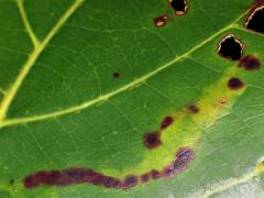 Leucochorda Leafminer Moth upperside mine on Sea Almond