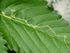 Liriomyza Leafminer Fly upperside mine on Yellow Alder