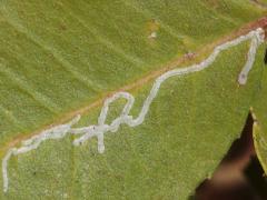 Toyon Leafminer Moth linear mine on Toyon