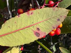 Toyon Leafminer Moth underside blotch on Toyon