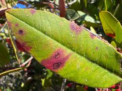 Toyon Leafminer Moth upperside blotch on Toyon