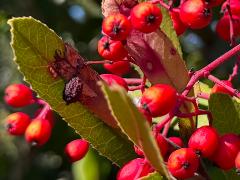 (Toyon) fruit