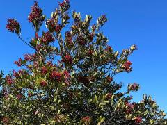 (Toyon) shrub