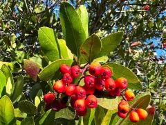 (Toyon) two fruit