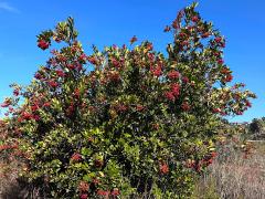 (Toyon) two shrub