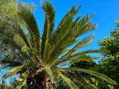 (Sago Cycad) tree