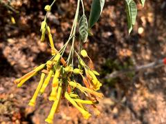 (Tree Tobacco) leaves