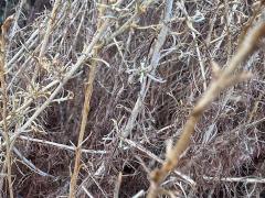 (California Sagebrush) colony