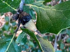 (California Live Oak) acorn