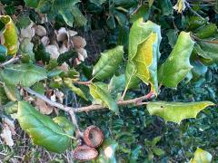 (California Live Oak) twig