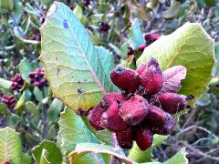 (Lemonade Berry) fruit