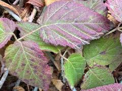 (Trailing Blackberry) leaves