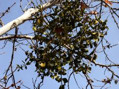 Broadleaf Mistletoe branches on Western Sycamore