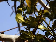 Broadleaf Mistletoe leaves on Western Sycamore