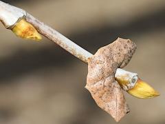 (Western Sycamore) bud