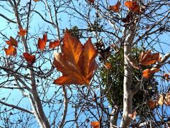 (Western Sycamore) leaves