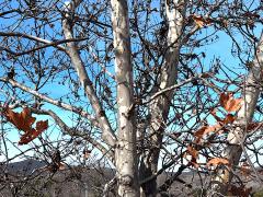 (Western Sycamore) trunk