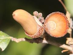 (California Live Oak) acorn