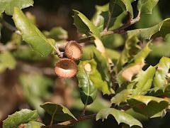 (California Live Oak) leaves